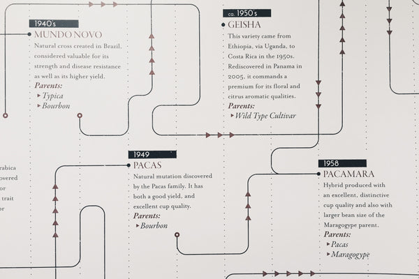 Coffee Variety Timeline - Print – Department of Brewology